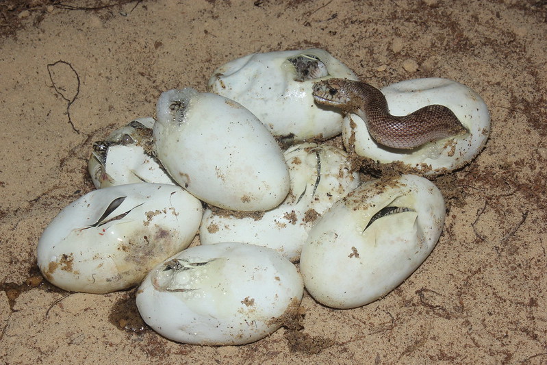 A Look at Snake and Lizard Eggs