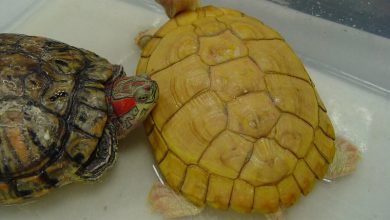 Albino red eared slider