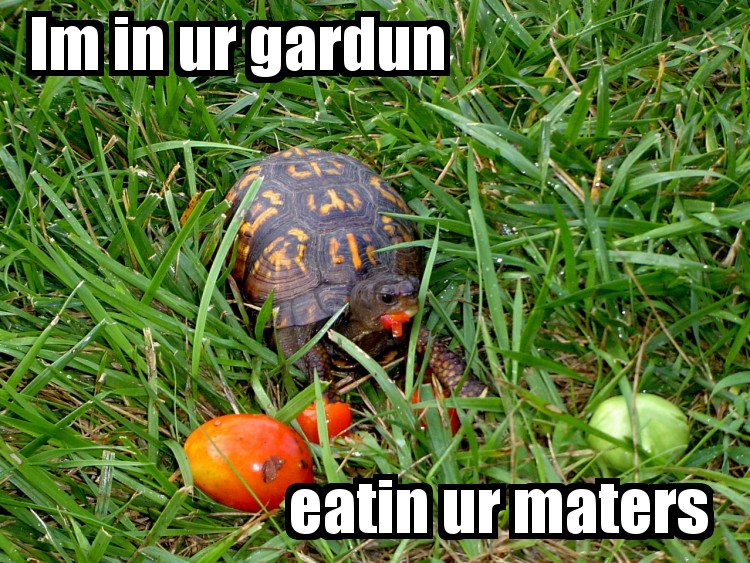 Can Turtles Eat Tomatoes