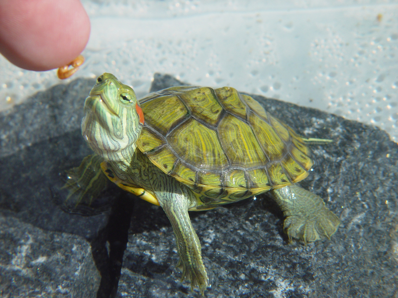 Common Mistakes in Turtle Diet