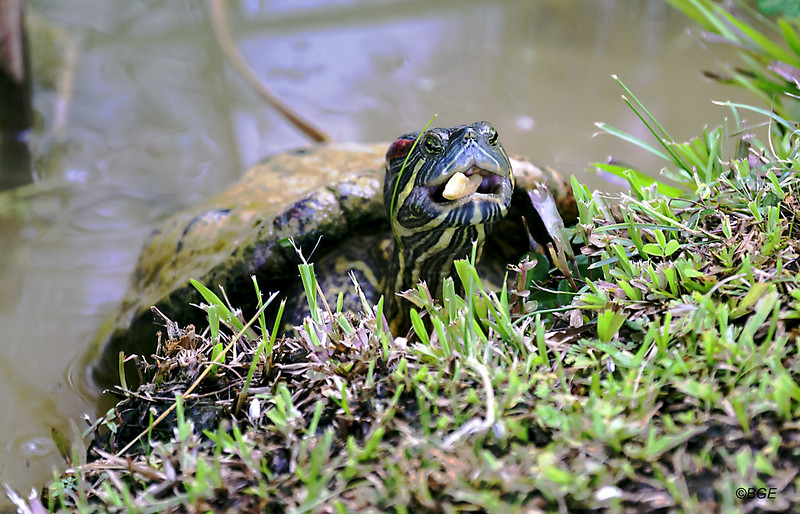 Feeding Turtles in the Wild