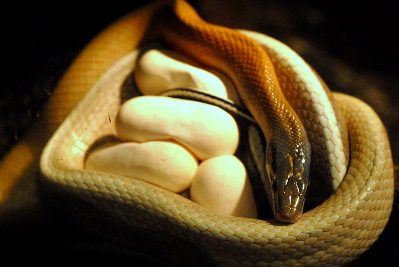 From Eggs to Babies The Hatching Process