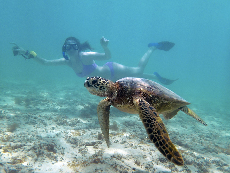 Where Can I See Sea Turtles In Oahu 2024 Reptiles Life Hub