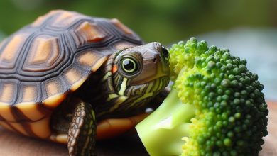 How to Safely Introduce Broccoli to Your Turtle