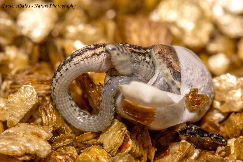 Incubation Intricacies Warming Up to Hatch