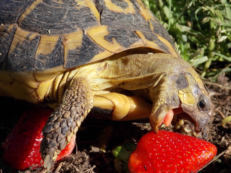 Safe Foods for Turtles