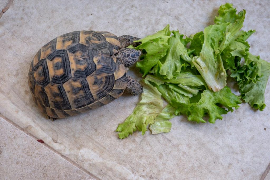 Signs of a Healthy Turtle Diet