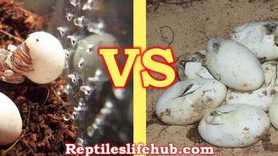 Snake Eggs vs Lizard Eggs 2024