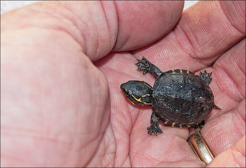 Special Considerations for Baby Turtles