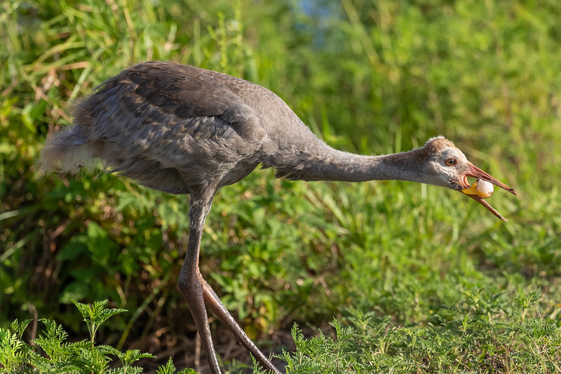 Survival of the Fittest Predators and Threats