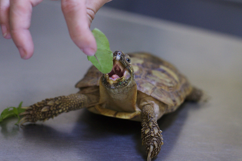 The Natural Diet of Turtles