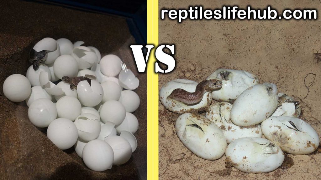 Turtle Eggs vs Snake Eggs