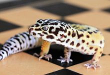 What Makes Albino Leopard Geckos So Unique