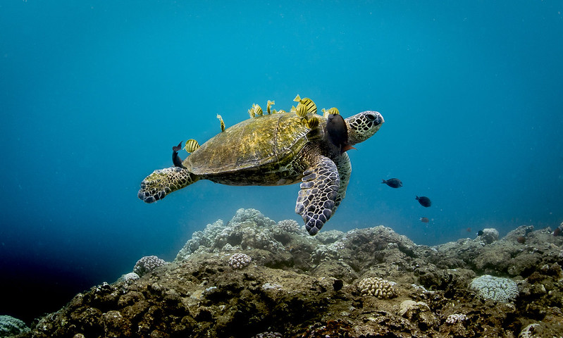 Turtle Beach Oahu  Protected Sea Turtle Sanctuary
