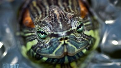 Behavioral Observations in Nocturnal Turtles