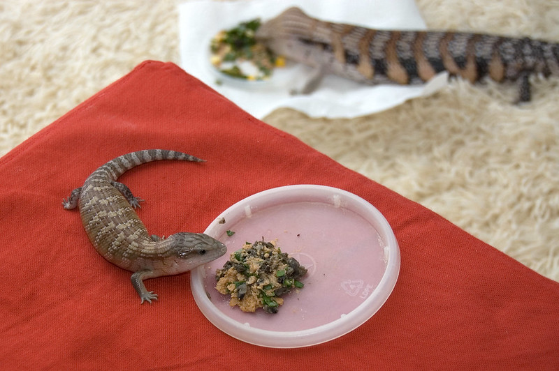 Common Prey for Hatchling Lizards