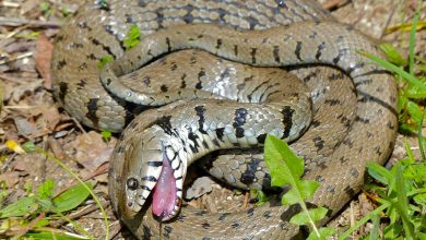 Ethical Considerations in Pain Research on Snakes