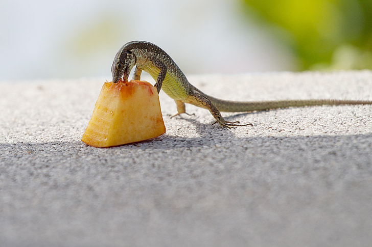 Feeding Strategies of Young Lizards