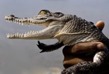 Human-Crocodile Interactions and Safety