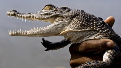 Human-Crocodile Interactions and Safety