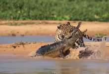 Interactions Between Crocodiles and Other Apex Predators