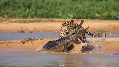 Interactions Between Crocodiles and Other Apex Predators