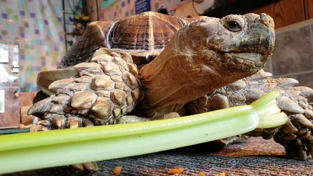 Nutritional Value of Celery for Turtles