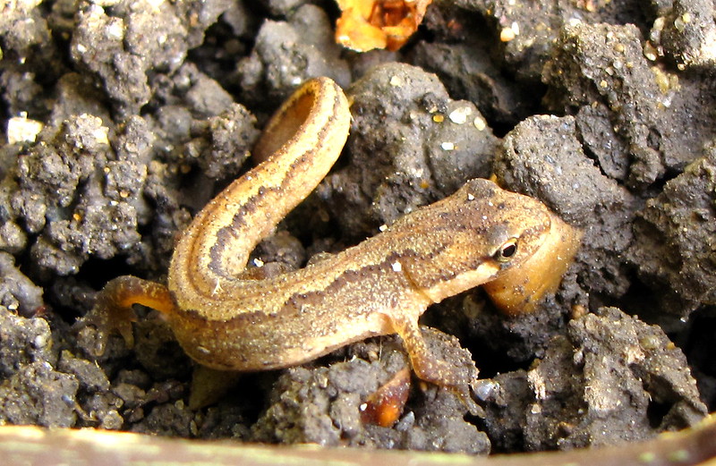 Research on Lizard Juvenile Nutrition