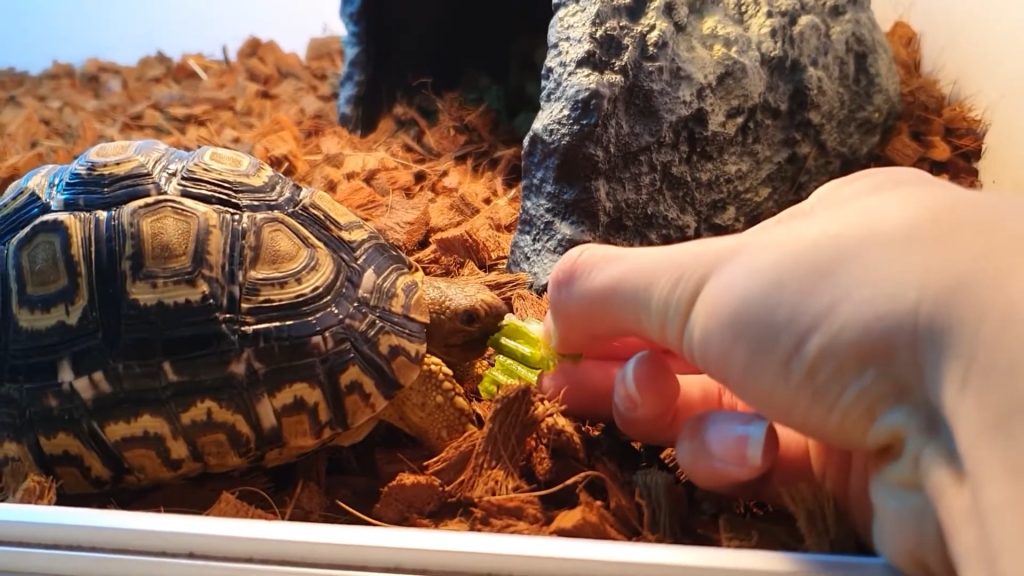 Risks and Considerations of Feeding Celery to Turtles
