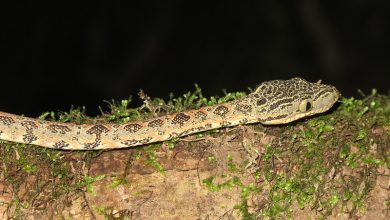 Sensory Adaptations for Nocturnal Life