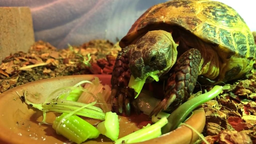 Variety in Turtle Diets