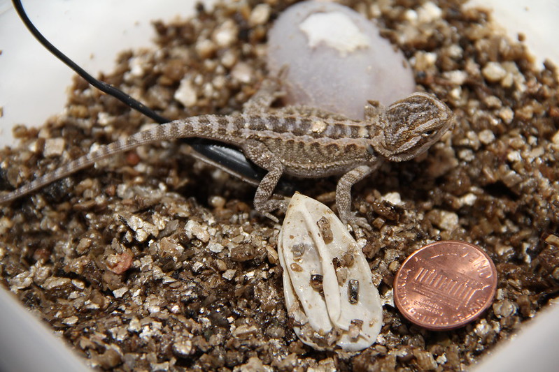 What Do Baby Lizards Eat